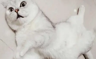 网红猫七七是什么猫