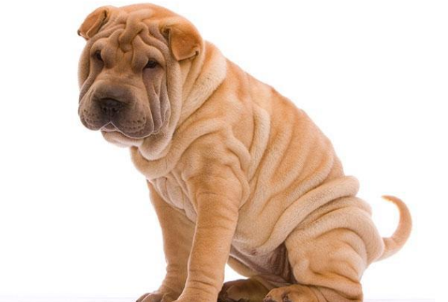 沙皮犬缺点有哪些？比如呢？