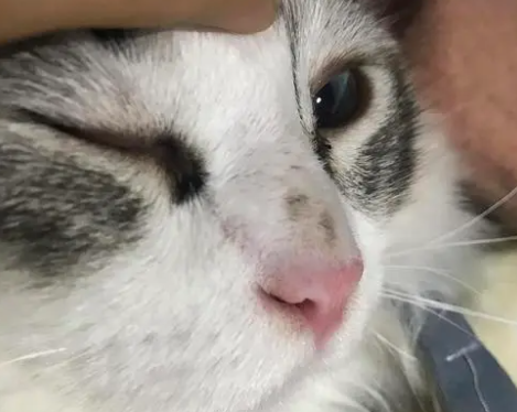 猫咪鼻梁为什么会变黑呢