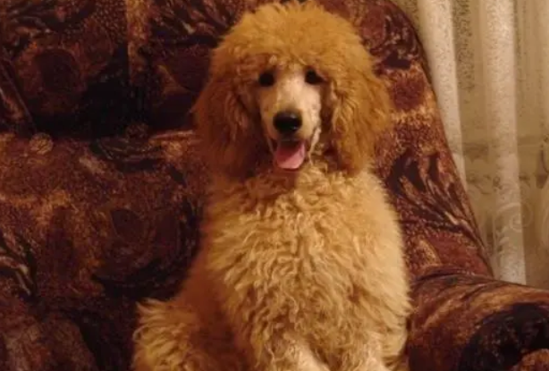 狗知识：巨型贵宾犬拉稀怎么办？