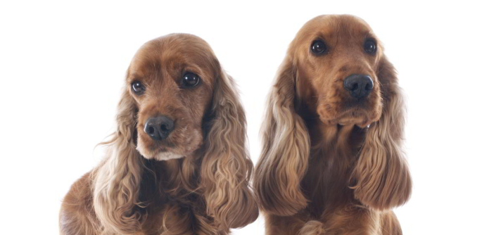 英国可卡犬怎么美容?你了解过没? 英国可卡犬怎么美容?你了解过没?