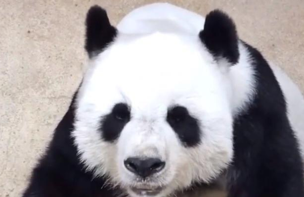旅泰熊猫林慧去世，生前伤痕累累却无人问津