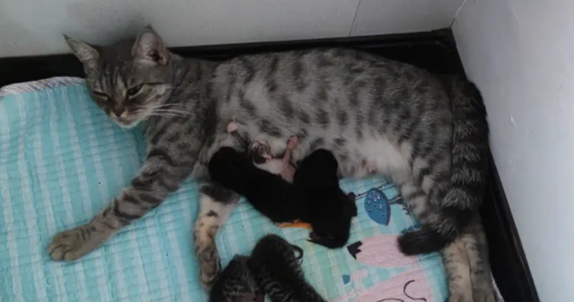 猫咪已经全部生完表现