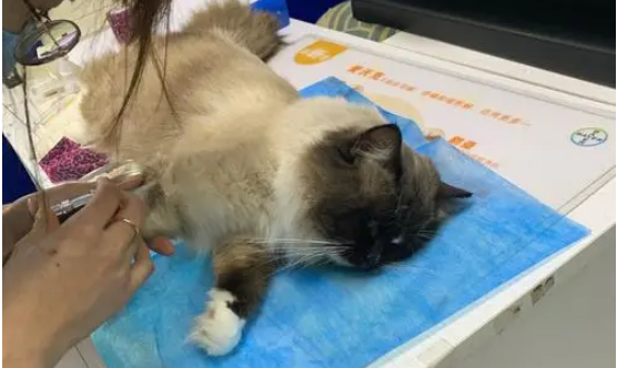宠物医院缝合收费