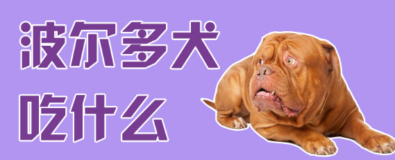 波尔多犬吃什么?这几种可以长喂哦 波尔多犬吃什么?这几种可以长喂哦
