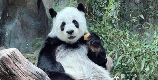 泰国保险公司将为熊猫赔付1500万泰铢 约合人民币300万元 泰国保险公司将为熊猫赔付1500万泰铢 约合人民币300万元