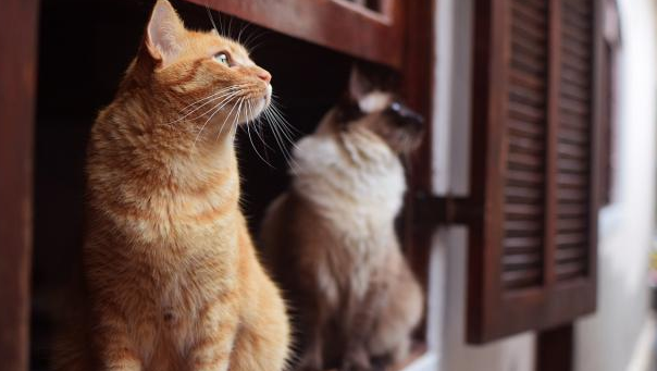 猫咪为什么要等主人回家呢 猫咪为什么要等主人回家呢