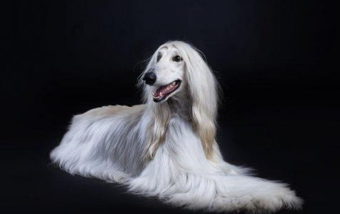 阿富汗猎犬怎么训练不乱吠叫？速速来get