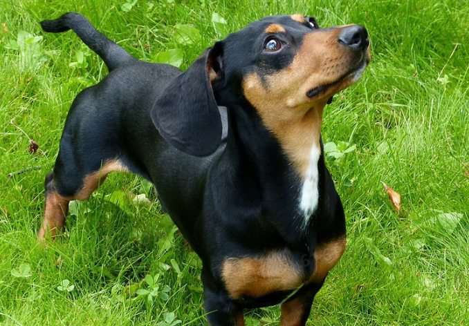 腊肠犬咬人吗?来这里了解下吧 腊肠犬咬人吗?来这里了解下吧