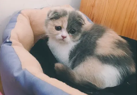 三色英短会生出橘色的猫吗 三色英短会生出橘色的猫吗