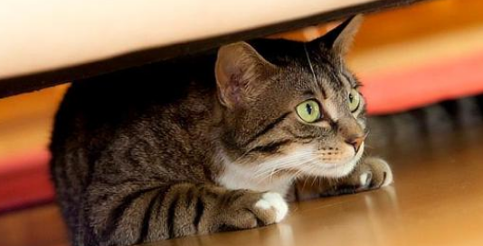 猫咪认家的原因