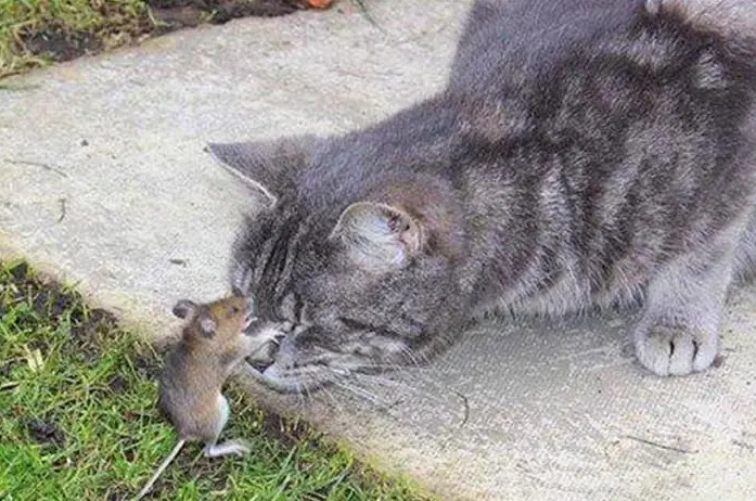 猫咪不会抓老鼠吗为什么