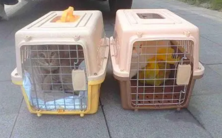 猫咪怎么空运到外地