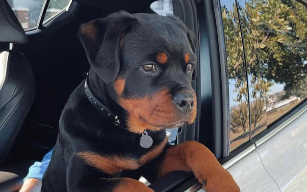 罗威纳犬牙齿怎么清洁，你们清楚吗？