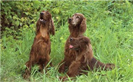 爱尔兰雪达犬流清鼻涕怎么办？此处有解答