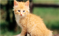 新手养猫要买什么物品