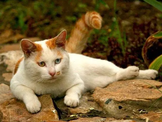 笨猫与聪明猫的区别 笨猫与聪明猫的区别