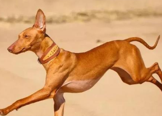 法老王猎犬运动要注意哪些问题介绍?看这里~ 法老王猎犬运动要注意哪些问题介绍?看这里~