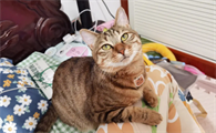 狸花猫长大后还会粘人吗