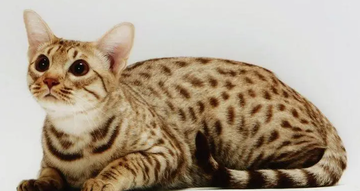 奥西猫毛发怎么护理?一定要讲究技巧 奥西猫毛发怎么护理?一定要讲究技巧