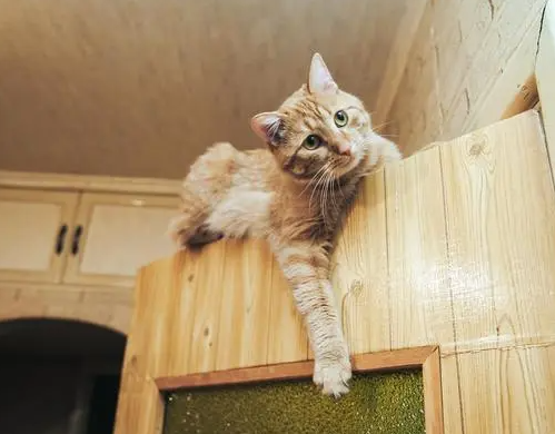 猫咪为什么躲起来不出来