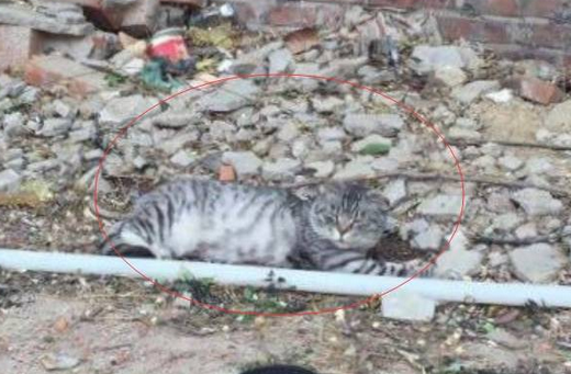 网友路遇流浪猫,走近一看还是只品种猫 网友路遇流浪猫,走近一看还是只品种猫