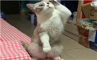 猫咪为什么后脚跟站着
