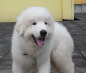 淮北禁养大白熊犬吗?这里可以了解~ 淮北禁养大白熊犬吗?这里可以了解~