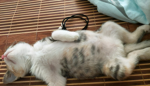 什么容易诱发猫传腹