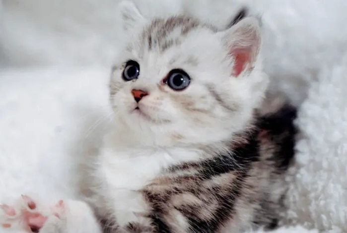 猫咪为什么那么可爱呀