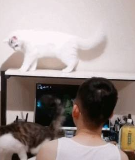 两只猫咪打的激烈,铲屎官淡定打游戏,猫:大猪蹄子和游戏过去吧 两只猫咪打的激烈,铲屎官淡定打游戏,猫:大猪蹄子和游戏过去吧