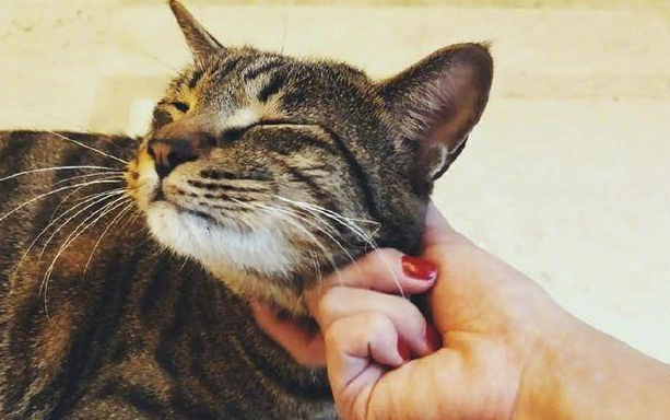 为什么明星都养猫