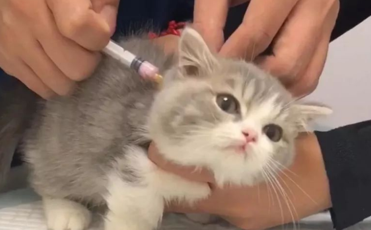 猫干扰素能给狗用吗 猫干扰素能给狗用吗