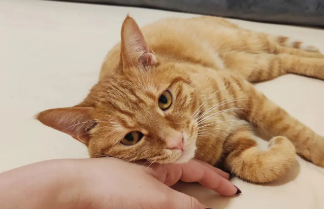 猫咪跟我撒娇为什么会叫呢 猫咪跟我撒娇为什么会叫呢