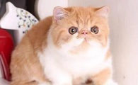 猫咪寿命排行榜