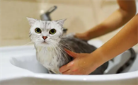 怎样给宠物猫洗澡