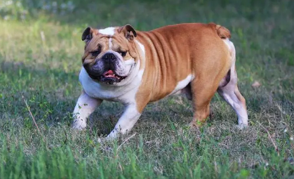 英国斗牛犬和法国斗牛犬的区别是什么?速速来了解! 英国斗牛犬和法国斗牛犬的区别是什么?速速来了解!