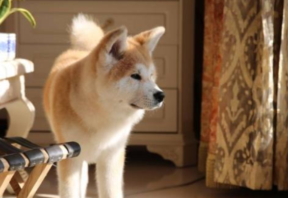 秋田犬不爱散步怎么办?我有妙招! 秋田犬不爱散步怎么办?我有妙招!
