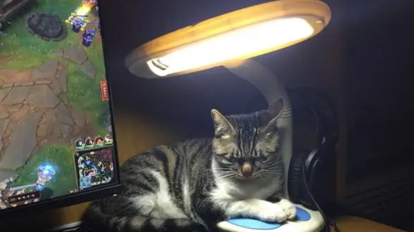 猫咪熄灯后反而叫起来是为啥