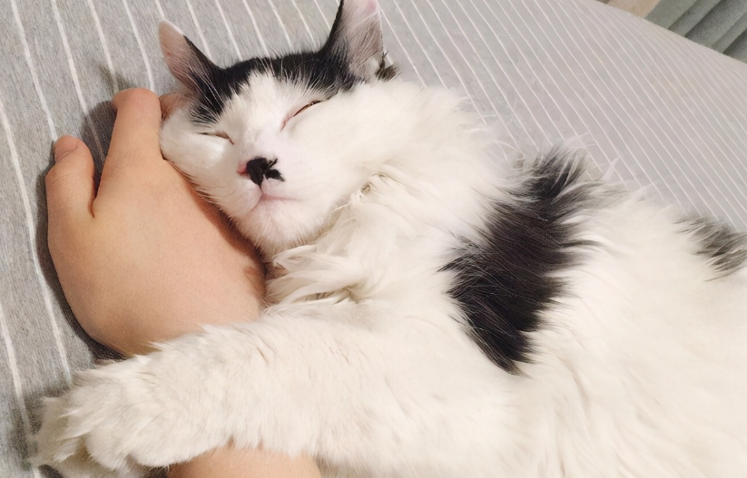 猫咪流产为什么粘人呢 猫咪流产为什么粘人呢