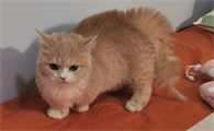 如何让一只猫炸毛