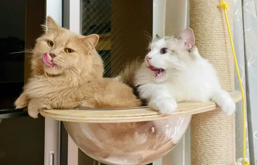 养猫半年我查出弓形虫阴性 养猫半年我查出弓形虫阴性