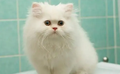 波斯猫得了霉菌病怎么治疗?这些方法你需要知道 波斯猫得了霉菌病怎么治疗?这些方法你需要知道