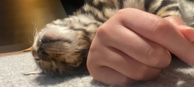 豹猫打呼噜什么原因？答案如下
