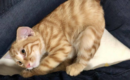 猫咪晚上守着主人睡为什么呢