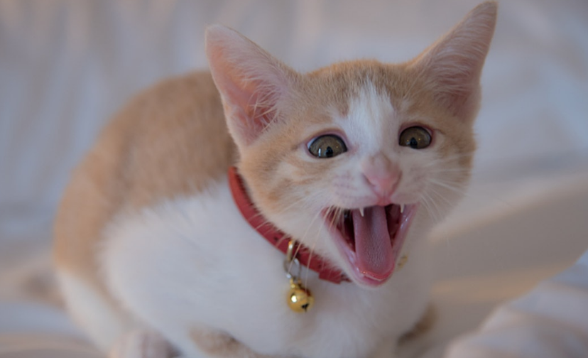 小孩哭起来像猫叫
