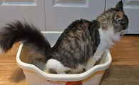 猫咪大便为什么要先扒拉一下