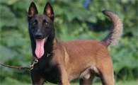 马犬开胸方法是什么？来了解下吧
