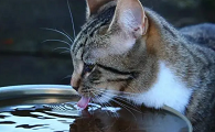 猫咪为什么反向喝水呢