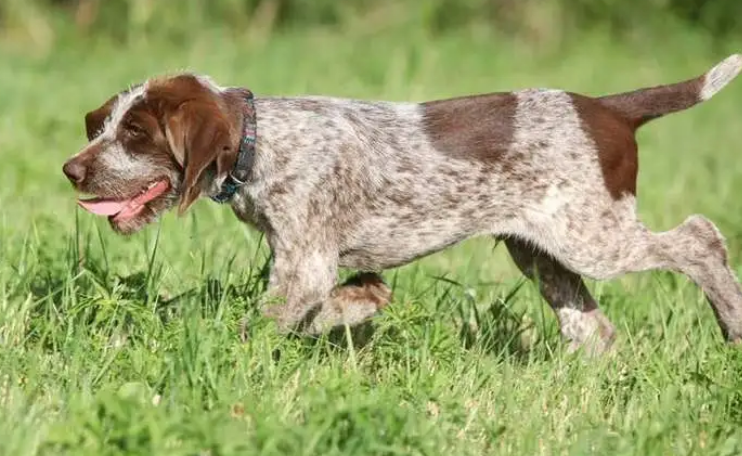 如何训练史毕诺犬看家?这些小知识可以学习一下 如何训练史毕诺犬看家?这些小知识可以学习一下